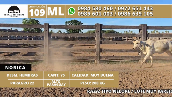 Lote 75 Desmamantes hembras 200kg -  en Carmelo Peralta los de Norica  Puerto Sastre los de Ygua Pora