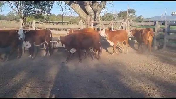 Lote VAQUILLONAS PREÑADAS