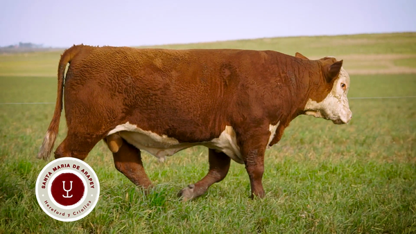 Lote TOROS SANTA MARIA DE ARAPEY