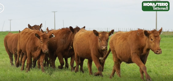 Lote VIENTRES PREÑADOS(CORRAL 41)