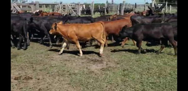 Lote 79 Terneros/as en Villaguay, Entre Ríos