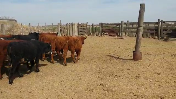 Lote 85 Terneros/as Cruzas Británicas en San Antonio de Litín, Córdoba