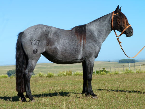 Lote Curandera del Cerro Grande
