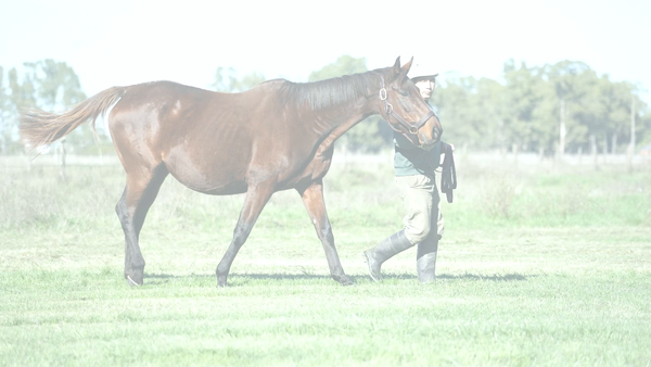 Lote MISS NICE BIJOU (NUMEROUS -  GRAND BIJOU) Preñez por NICODEMUS