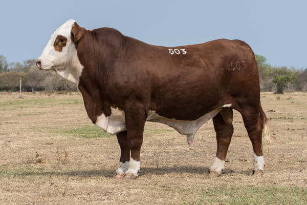 Lote Corral 3-CABAÑA ESTANCIA VIEJA