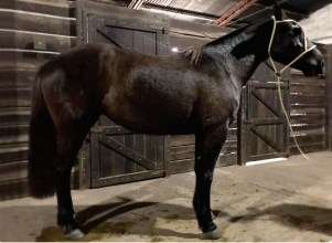 Lote Desprolija Rumbeadora