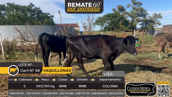 Lote 3 Vaquillonas  en Tarariras, Colonia