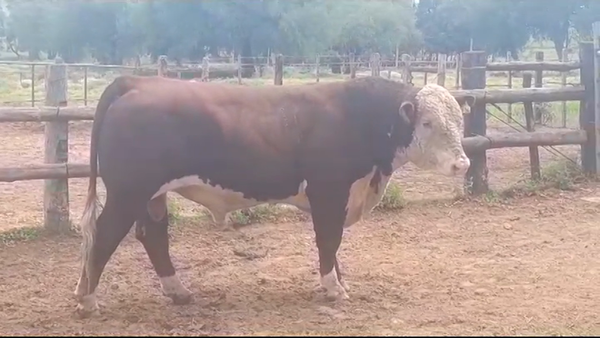 Lote Toros POLLED HEREFORD en YOUNG