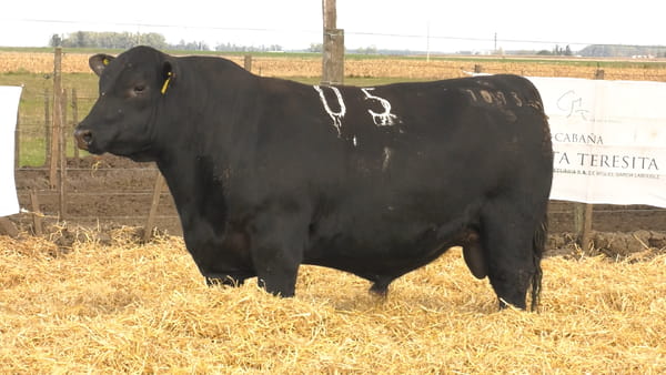 Lote Toros PC Negros