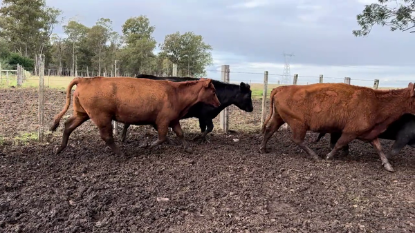 Lote VACAS PREÑADAS