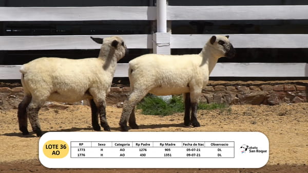 Lote Lote 36 - AO