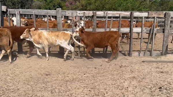 Lote 40 Terneros/as en Ituzaingó, Corrientes