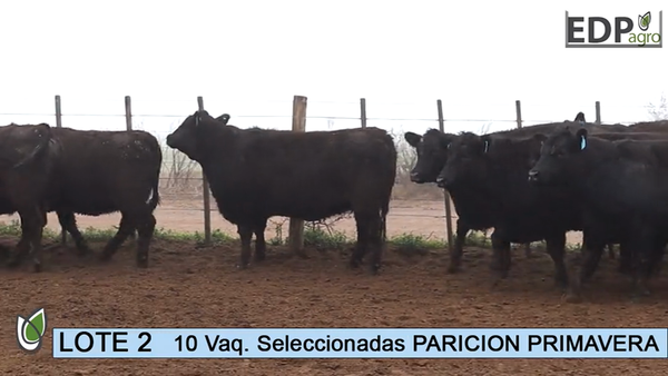 Lote ESTANCIA DON PEDRO Y LA ROSA 10 Vaq.negras