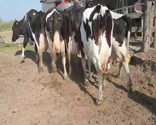 Lote VACAS EN ORDEÑE 2 DANTE ALBRECHT