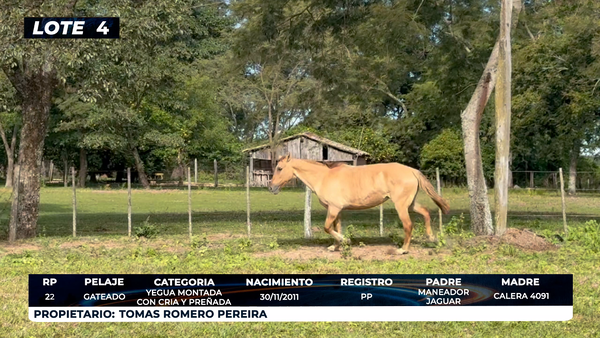 Lote LOTE 4
