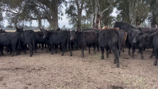 Lote 85 Novillitos