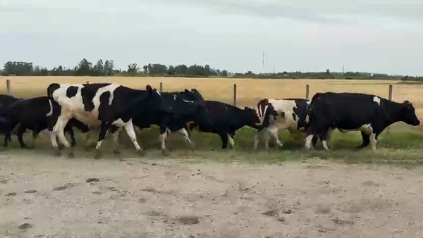 Lote NOVILLOS 1 a 2 AÑOS