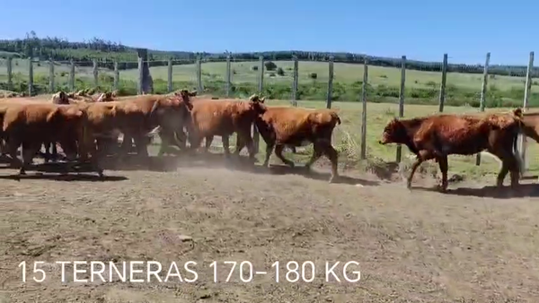Lote 15 Terneras, Cerro Largo