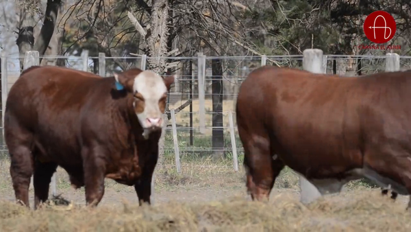 Lote BRAFORD EL ALJIBE