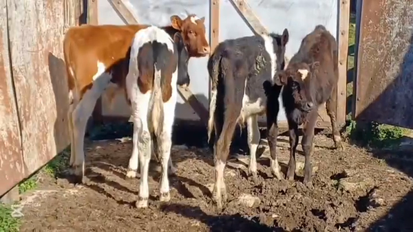 Lote TERNEROS HOLANDO