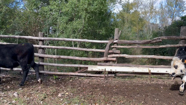 Lote NOVILLOS 1 a 2 AÑOS