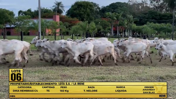 Lote LOTE 6