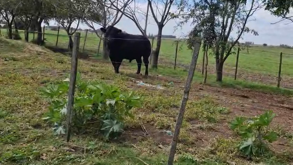Lote Toros, San José