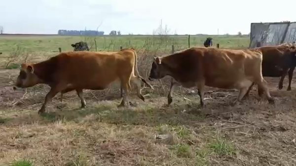 Lote El Pangare de Micheo