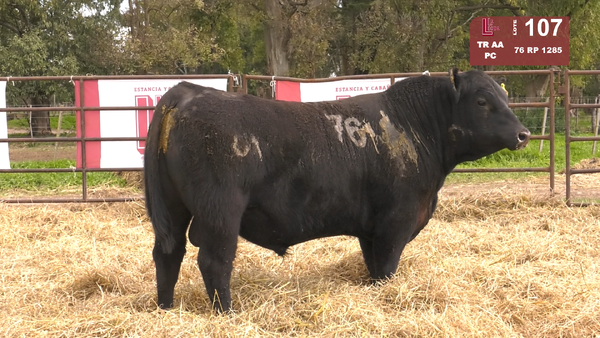 76 1285 — TOROS ANGUS NEGROS  PC