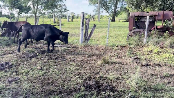 Lote TERNEROS Y TERNERAS