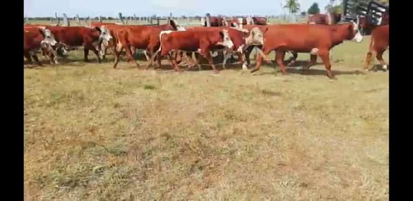 Lote 50 Novillitos en Villaguay, Entre Ríos