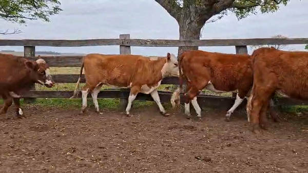 Lote VAQUILLONAS