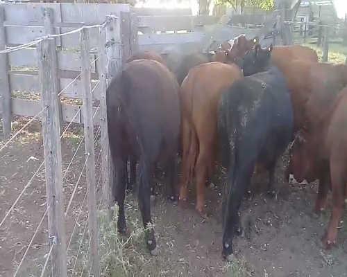 Lote 8 Vaquillonas en Benito Juárez, Buenos Aires