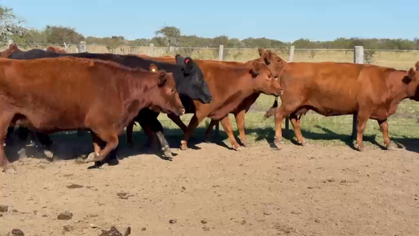 Lote 45 Vientres preñados en Monte Caseros, Corrientes