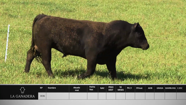 Lote LA GANADERA 3036 ENGAGE