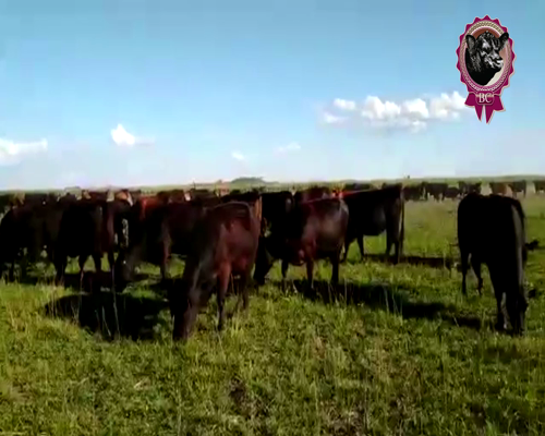 Lote 38 Vaquillonas c/Gtia de Preñez