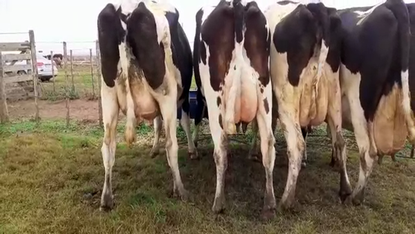 Lote Vacas Secas - Hornero Chico