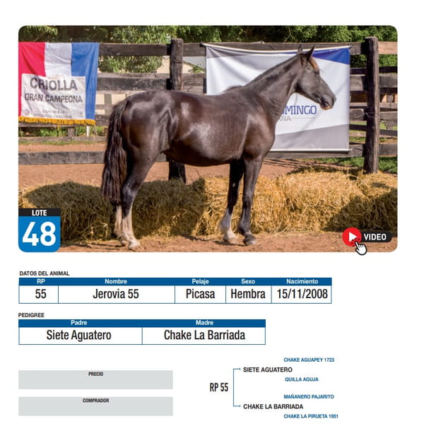 Lote Jerovia 55