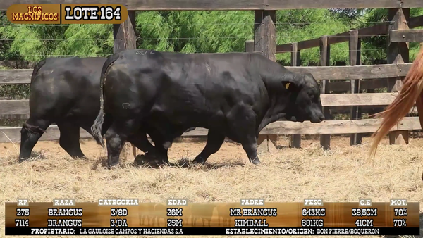 Lote LOTE 164