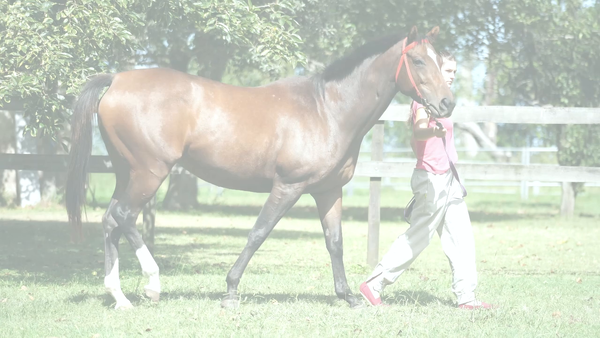 Lote GALA RIDE (RERIDE -  GOIZUETA)  EN DESCANSO