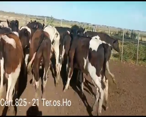 Lote TERNEROS