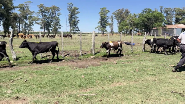 Lote TERNEROS HOLANDO