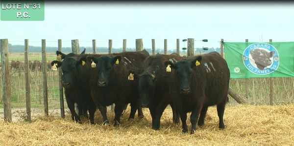 Lote VAQUILLONAS P.C. 15 MESES - PREÑADAS - PARICION PRIMAVERA