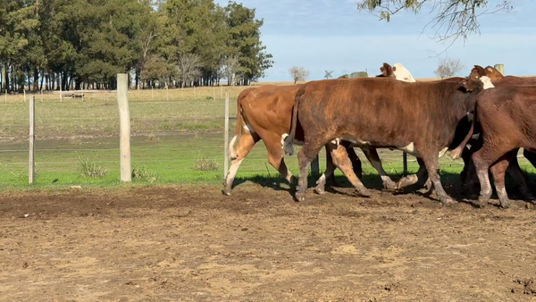 Lote 15 Vacas  en Corrientes, Paso de Los Libres