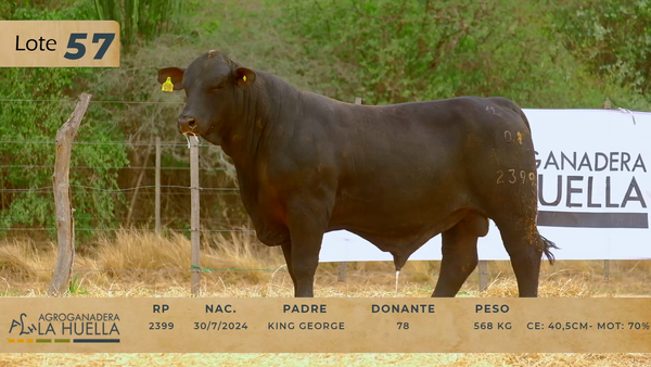 Lote LOTE 57