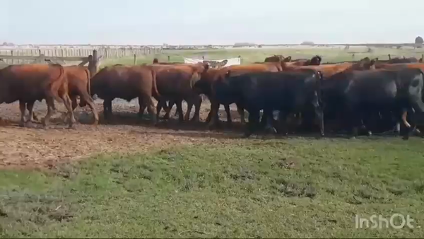 Lote 55 Novillitos