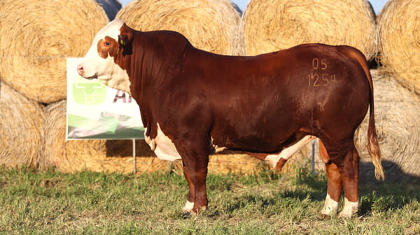 Lote LOTE 70