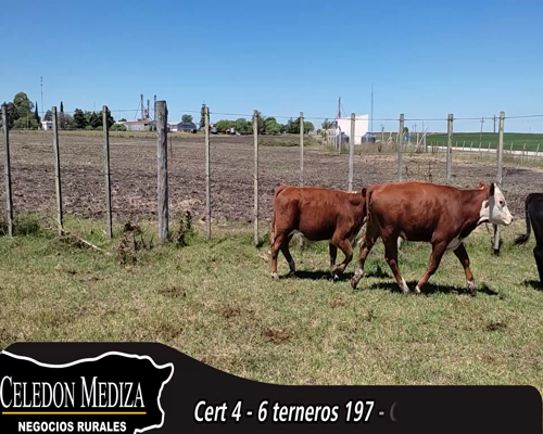 Lote (Vendido)6 Terneros 3 RA X HE,  1 RA ,  1 HE,  1 AA X HE 197kg - , Colonia