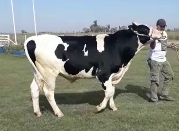 Lote GAJC JUANJO IMAX CLAIRE