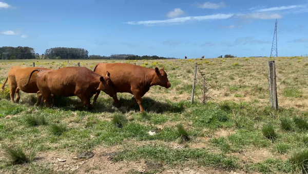 Lote 32 Vaquillonas Vacas Preñadas en José Ignacio, Maldonado